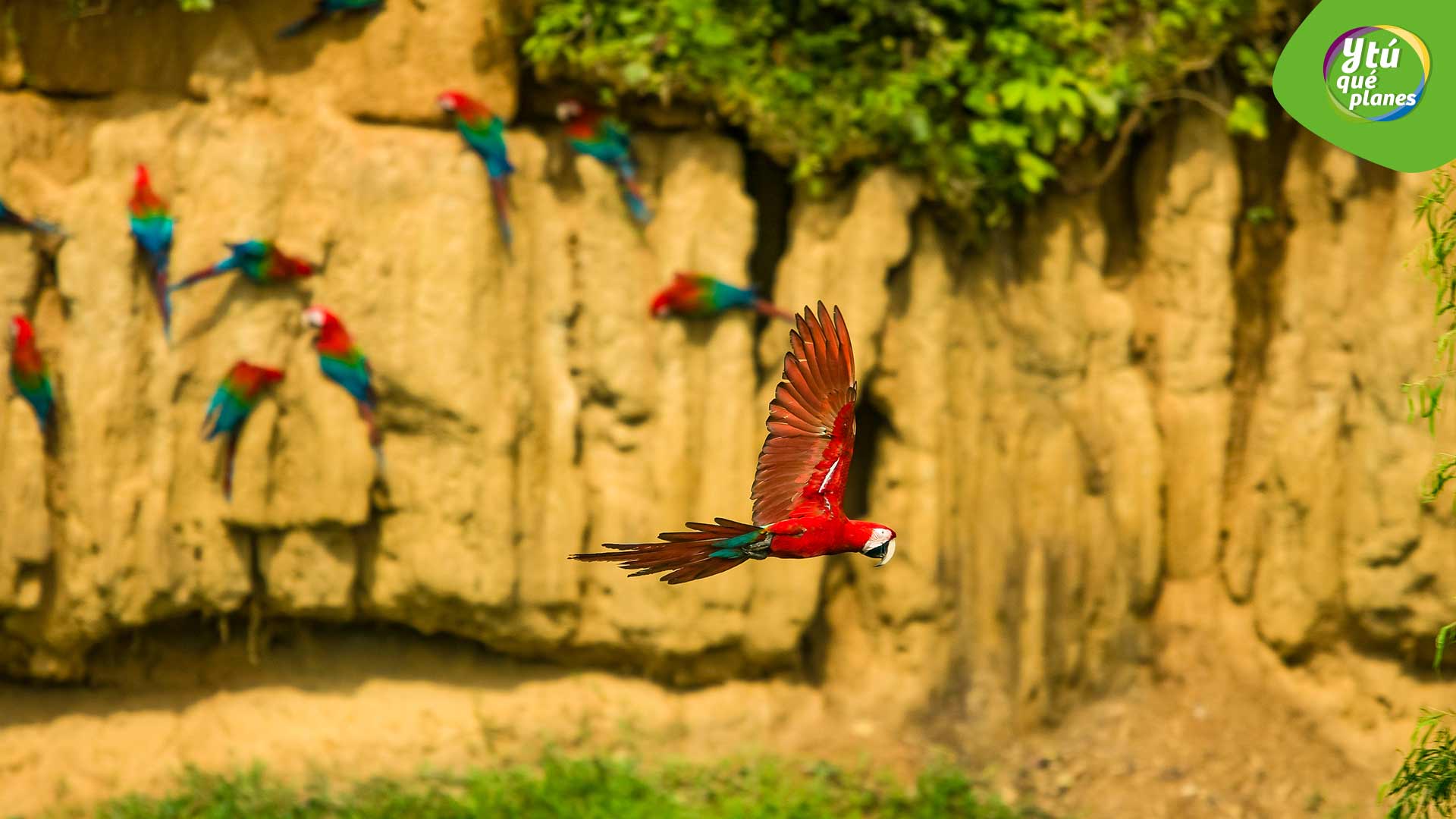 Guacamayos en el Parque Nacional de Manu